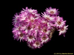 Sulcorebutia tarabucoensis ssp. hertusii HS125 1257